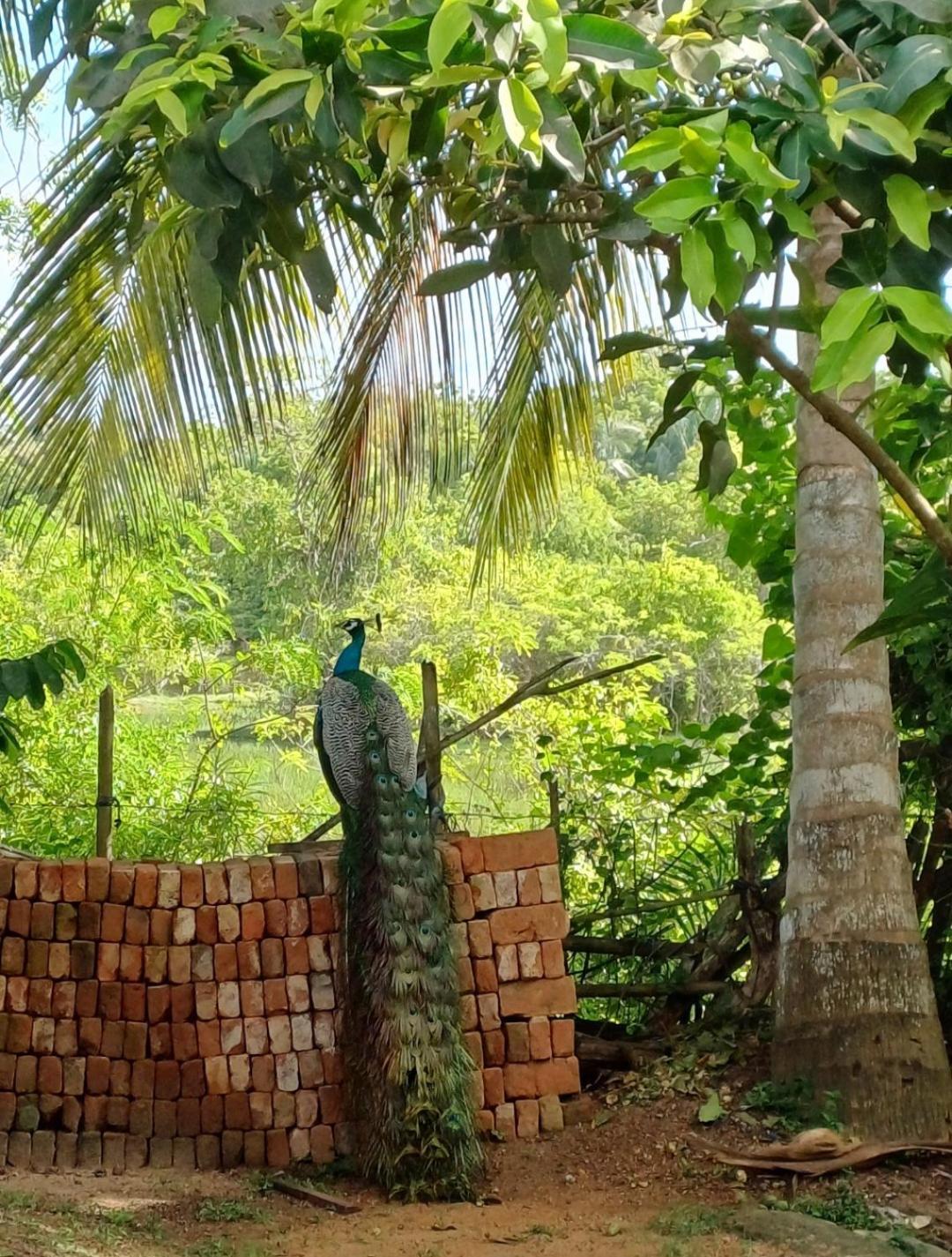 Turtle Island Cabana Tangalle Buitenkant foto